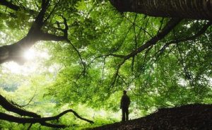 Ağaçları Özgürleştirmek