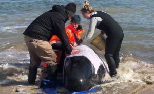 Yeryüzünde Fesad: Avustralya’da Yüzlerce Balinanın Ölümü