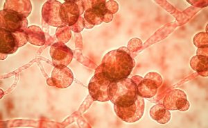 Hong Kong’da Yeni Bir Ölümcül Mikrop Salgını