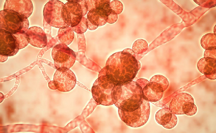 Hong Kong’da Yeni Bir Ölümcül Mikrop Salgını