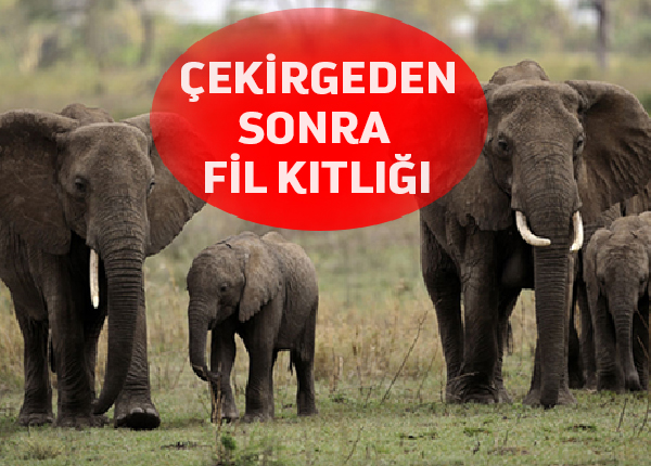 Nijerya’nın Kuzeyinde Tarlaları Filler Basınca Açlık Tehlikesi