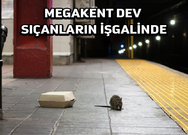 New York merkezindeki parkı dev sıçanlar ele geçirdi