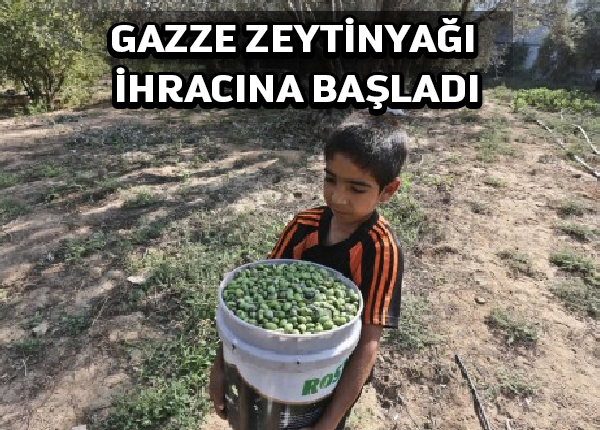 Gazze ilk kez Körfez ülkelerine zeytinyağı ihraç ediyor
