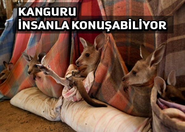 Kangurular insanlarla iletişim kurabiliyorlar