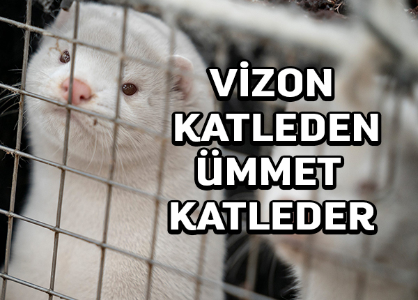 Vizonların katili bir ümmetin katlidir