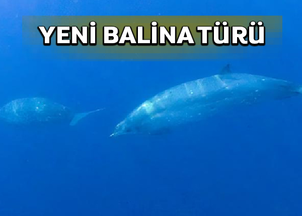 Meksika’da yeni balina türü keşfedildi