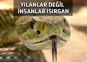 Yılanlar değil insanlar ısırgan