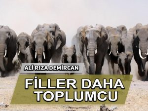 Filler bazılarımızdan çok daha toplumcudur