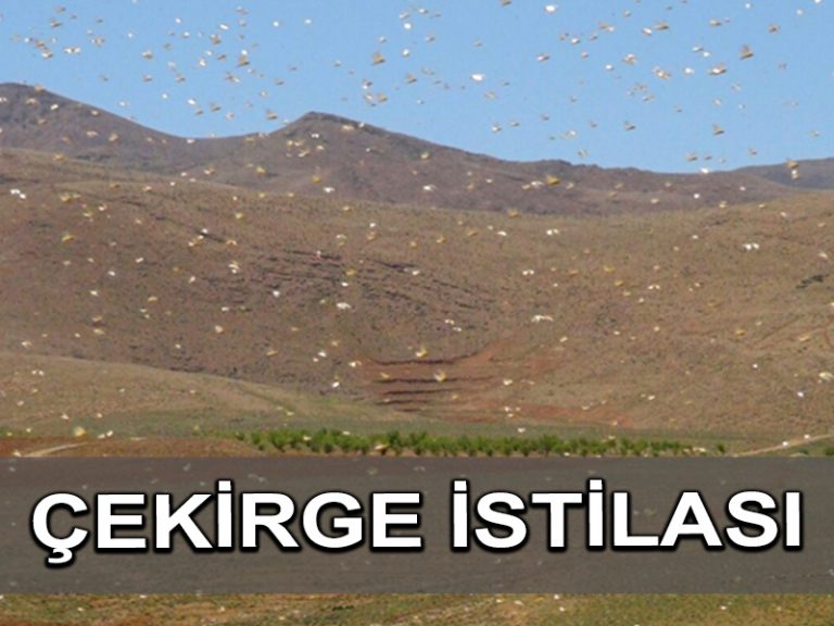 Lübnan, çekirge sürüleri ile savaşıyor