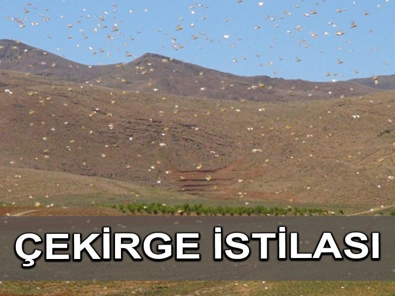 Lübnan, çekirge sürüleri ile savaşıyor