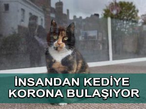 İngiliz bilim adamları insandan kediye Covid bulaşmasına dair kanıtlar buldu