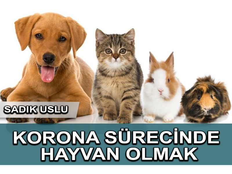 Korona sürecinde hayvan olmak