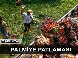Malezya en büyük palmiye yağı satıcısı olarak Endonezya’nın yerini aldı