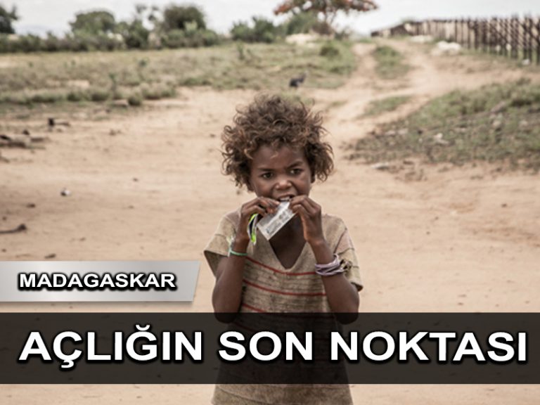 Hayatta kalmak için çekirge ve yabani yaprak yemek zorundalar