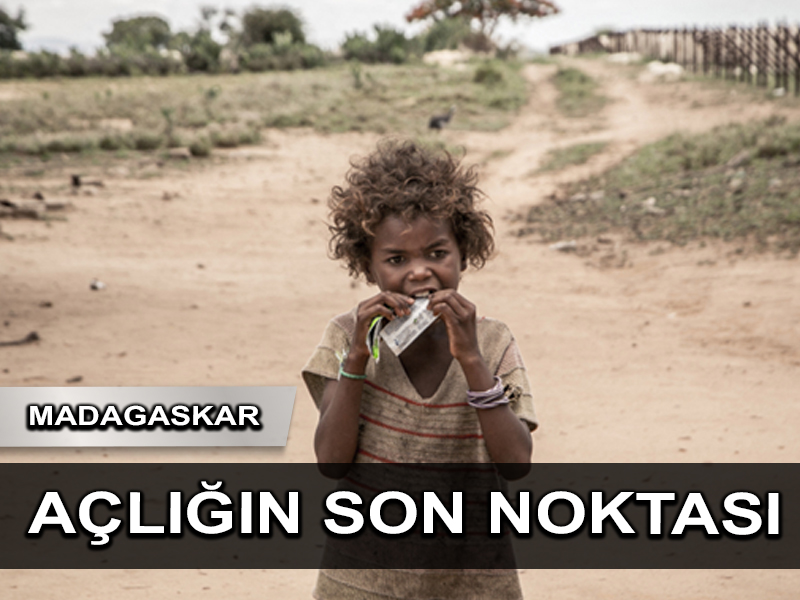 Hayatta kalmak için çekirge ve yabani yaprak yemek zorundalar