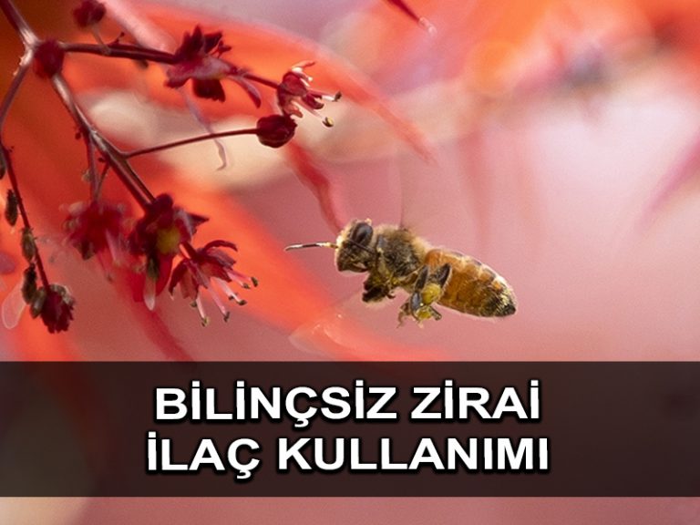 İklim değişikliği ve bilinçsiz zirai ilaç kullanımı Türkiye’de arı kayıplarını artırdı