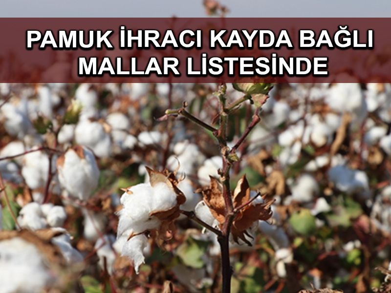 Pamuk ve pamuk döküntüleri ‘İhracı Kayda Bağlı Mallar Listesi’ne eklendi