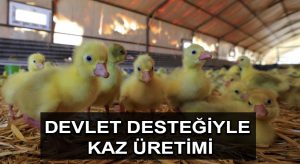 Devlet desteğiyle kaz üretimini 4 yılda 100 kat arttırdı