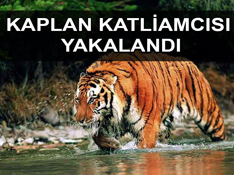 70 kaplanı öldürmekle şöhretli avcı tutuklandı