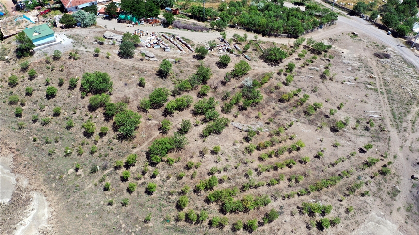 35 yılda 40 bin fidan