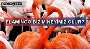 FLAMİNGO BİZİM NEYİMİZ OLUR?