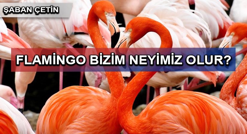 FLAMİNGO BİZİM NEYİMİZ OLUR?