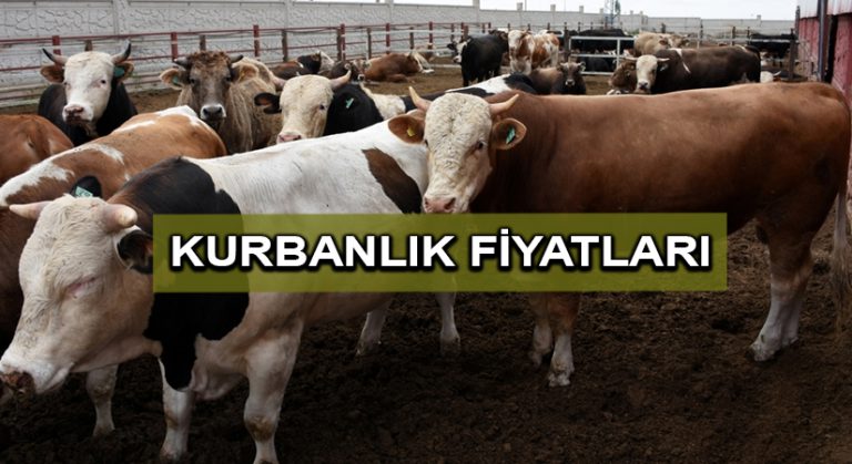 Büyükbaş kurbanlık fiyatları 10 bin liradan başlıyor