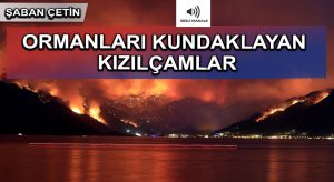 ORMANLARI KUNDAKLAYAN KIZILÇAMLAR