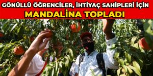 Gönüllü öğrenciler, ihtiyaç sahipleri için mandalina topladı
