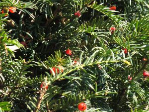 Porsuk ağacında kanser hücrelerini küçültüp yok eden ilaç bileşiği tespit edildi