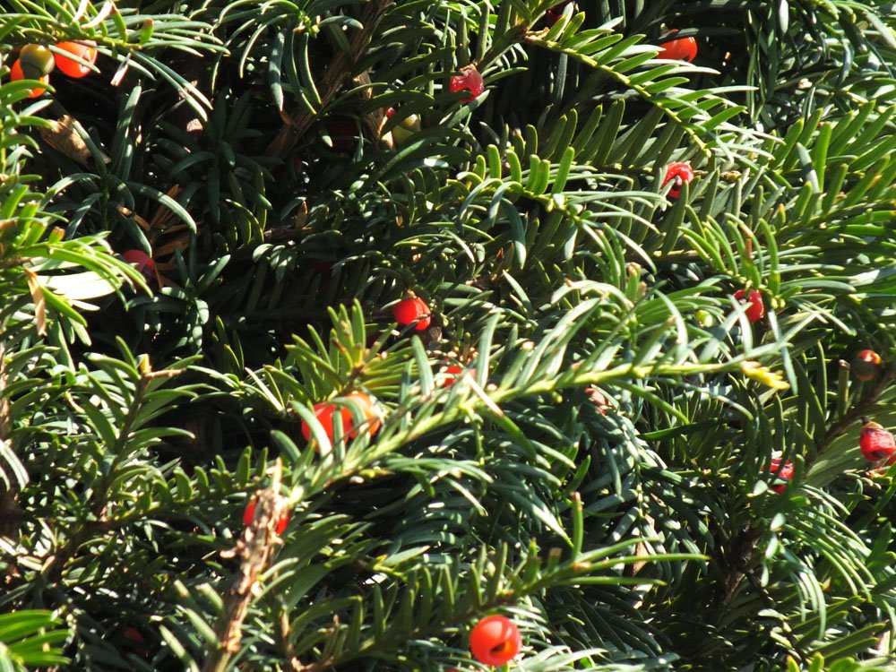 Porsuk ağacında kanser hücrelerini küçültüp yok eden ilaç bileşiği tespit edildi