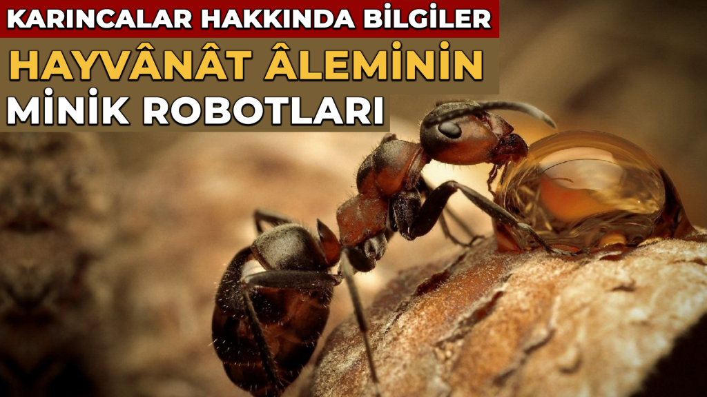 KARINCALARIN İLGİNÇ YAŞAMI