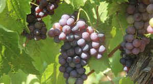 Devlet desteğiyle kurduğu üzüm bağını büyütmeyi hedefliyor