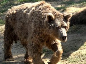 Irak’ta hayvanat bahçesi çalışanı ayı saldırısı sonucu öldü