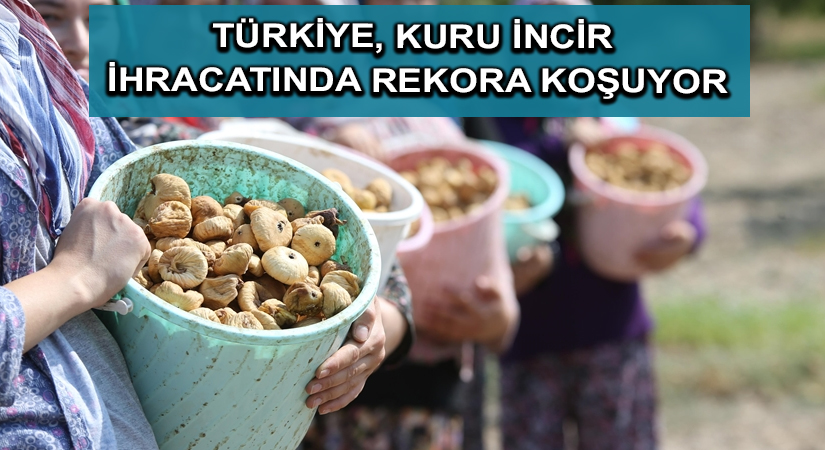 Türkiye, kuru incir ihracatında rekora koşuyor