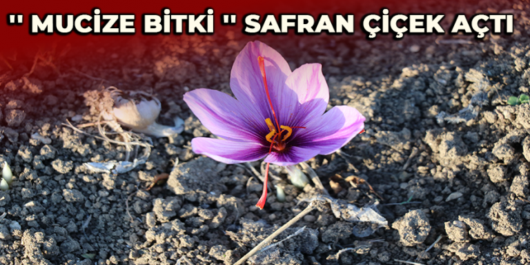 ”Mucize bitki ” safran çiçek açtı