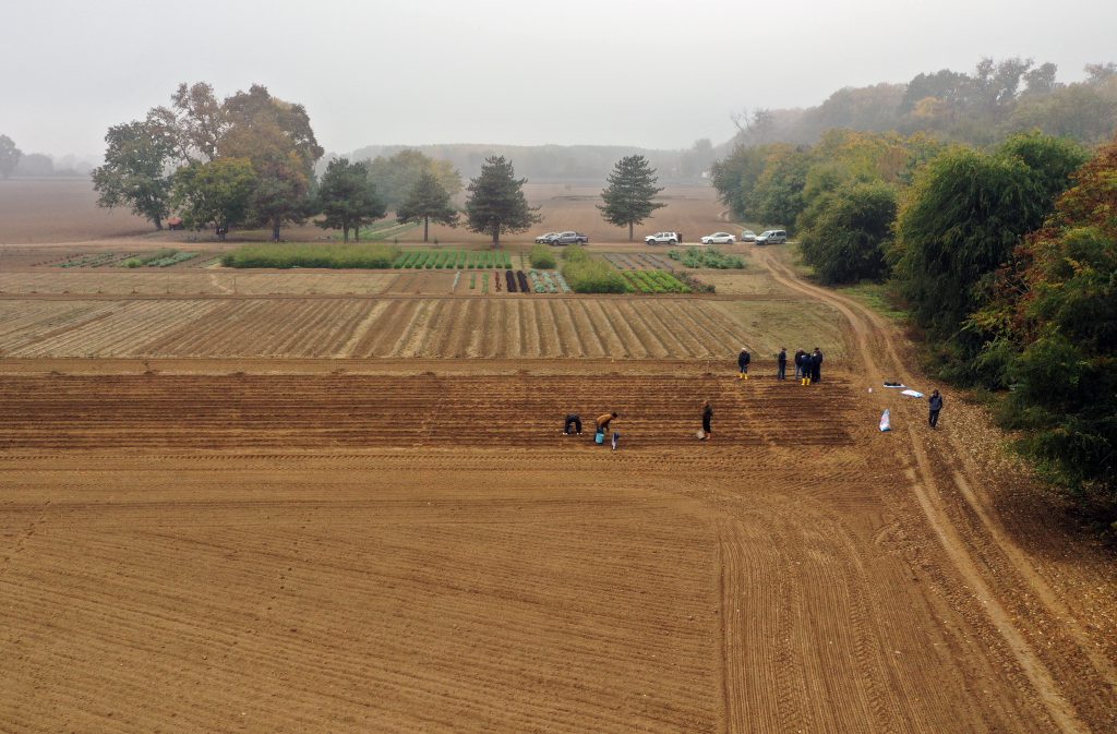 Buğday’dan da yüksek getirili zambak üretimi artıyor