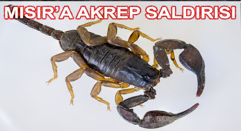 Mısır’da Akrep İstilası Birçok Kişi Öldü
