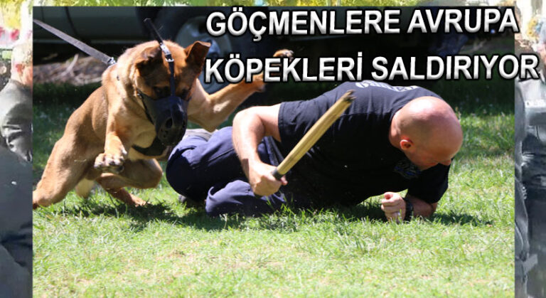 Mültecilere Köpeklerle Saldırıyorlar