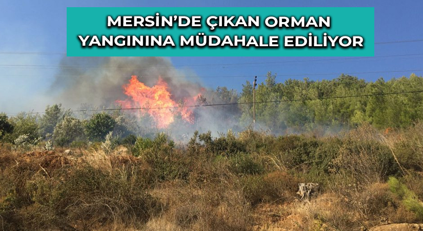Mersin’de çıkan orman yangınına müdahale ediliyor