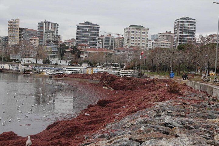 Lodos Kıyıya Servet Getirdi! Kırmızı Algler İlaç ve Kimya Sanayinde Kullanılıyor