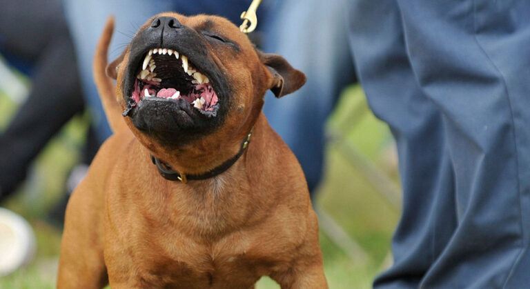 Tehlikeli Köpek Sahiplerine Ağır Ceza