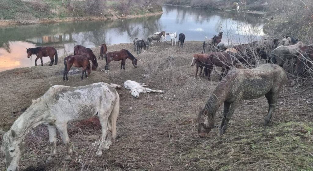 Ölmüş Atların Etini Piyasa Sürmek İsteyenlere Operasyon
