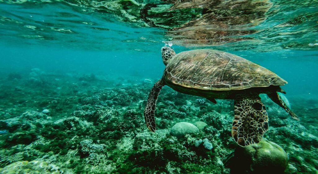 Türkiye Bazı Hayvan Türleri İçin 2,5 milyon Avro Bütçe Ayrıldı