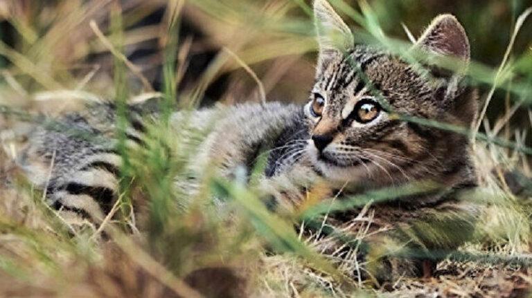 Avustralya Şimdi de 6 Milyon Kediyi Öldürmeyi Planlıyor