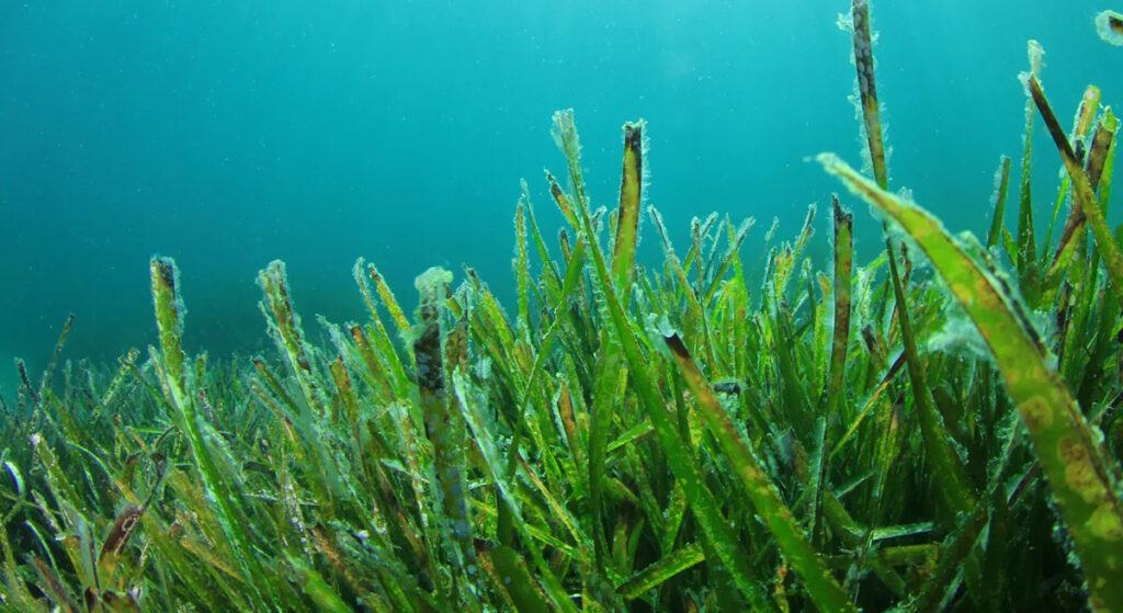 Deniz Yosunu Tabağınızda Henüz Yolunu Bulamadıysa, Muhtemelen Yakında Bulacaktır