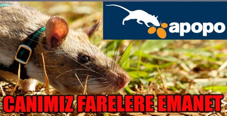 Fareler, Arama Kurtarmada Kullanılacak