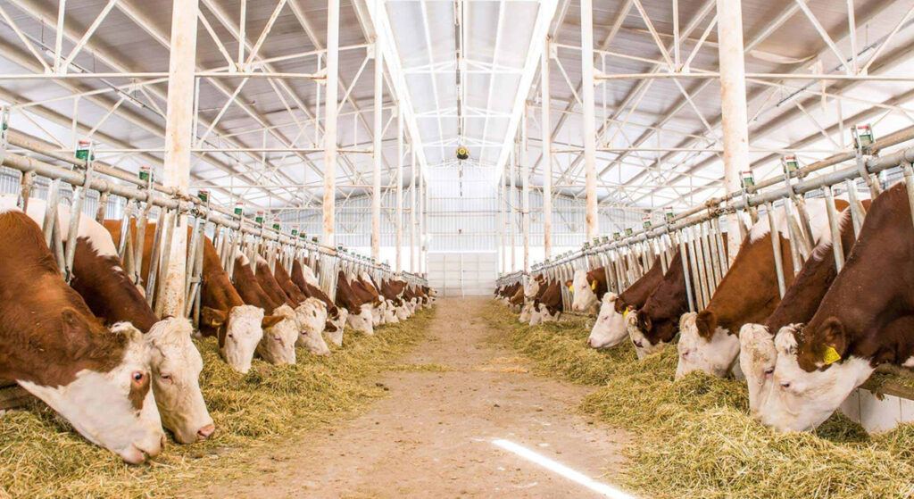 Hayvancılık destek paketinin şartları belirlendi