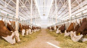 Hayvancılık destek paketinin şartları belirlendi