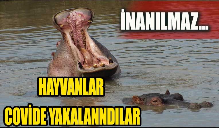 Hayvanat Bahçesindeki Hayvanlar Koronavirüse Yakalanıyor